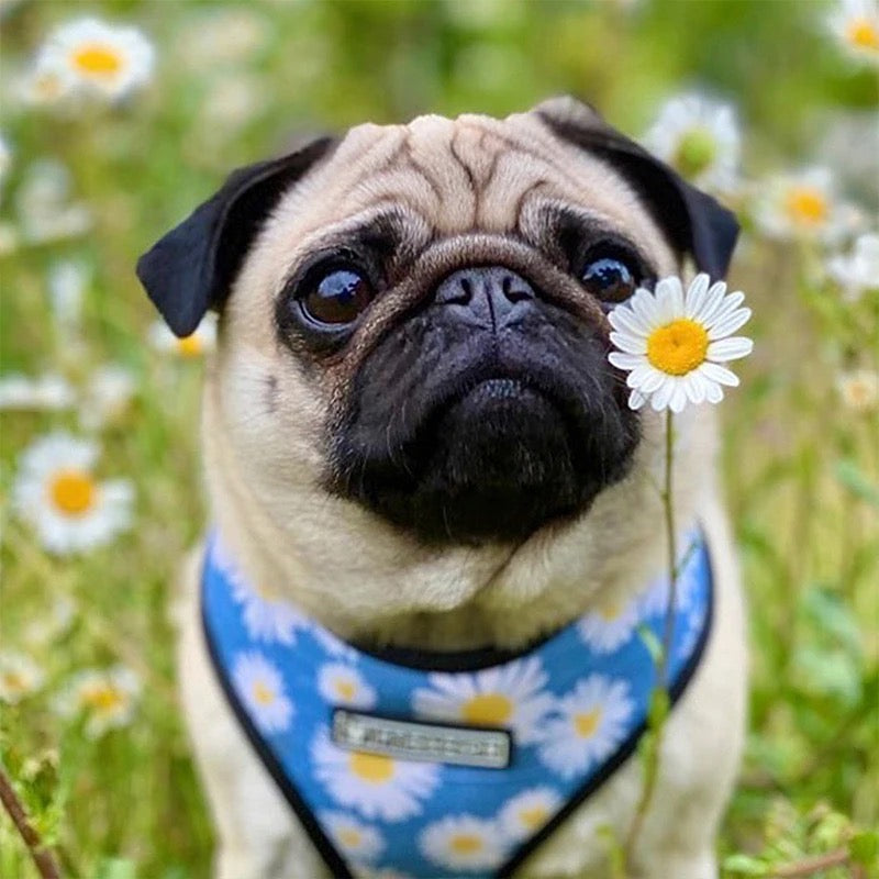 Collars, Leashes and Harnesses