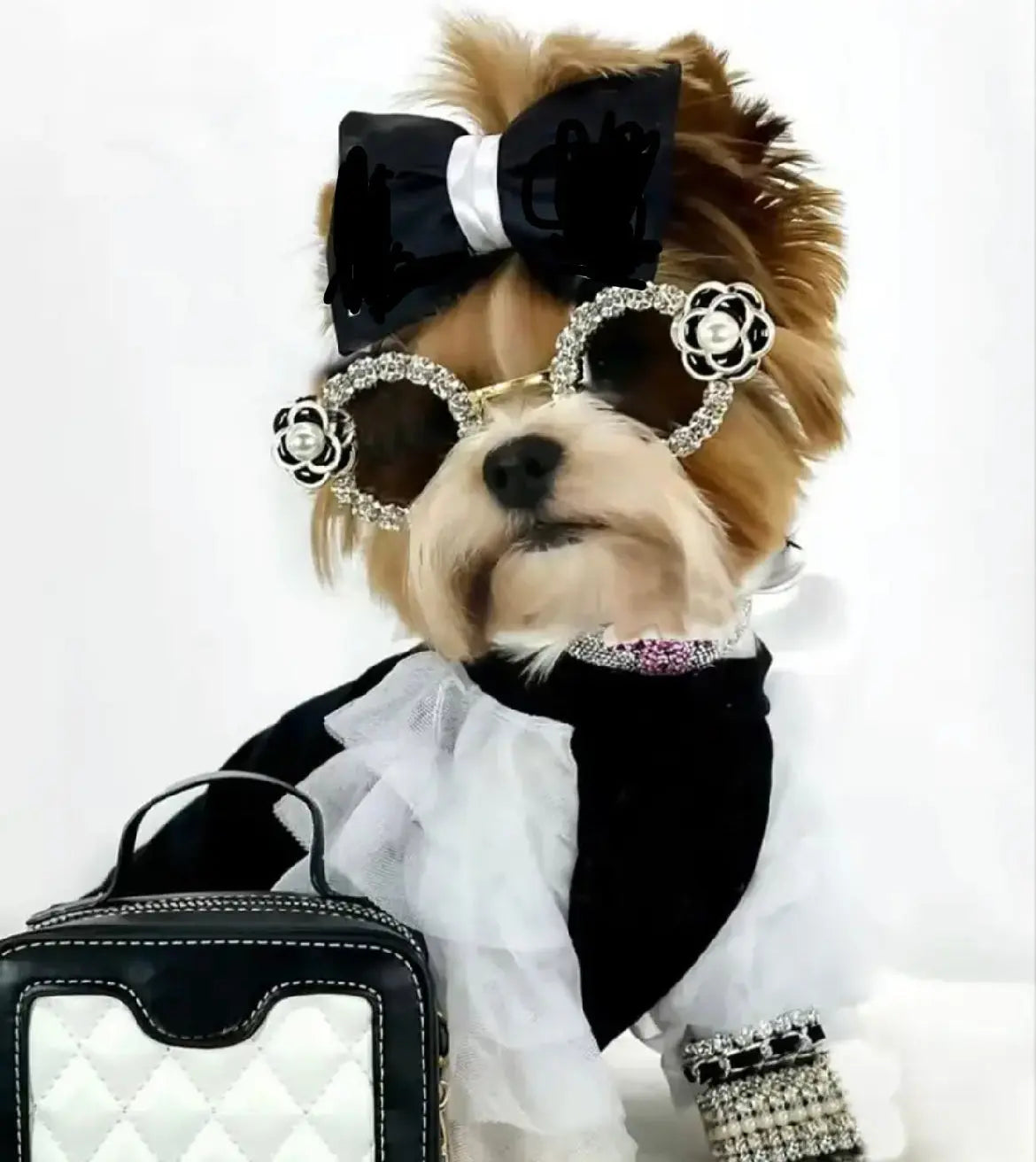 The-Glam-Collection Raining Cats and Dogs