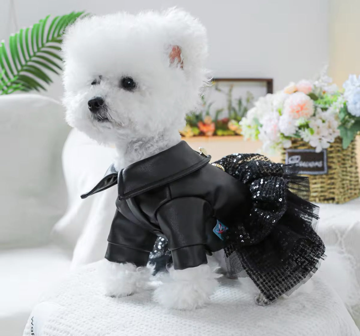 She’s a Rockstar Dog Dress | Dog Dress for Special Occasions Doggy Haute Couture