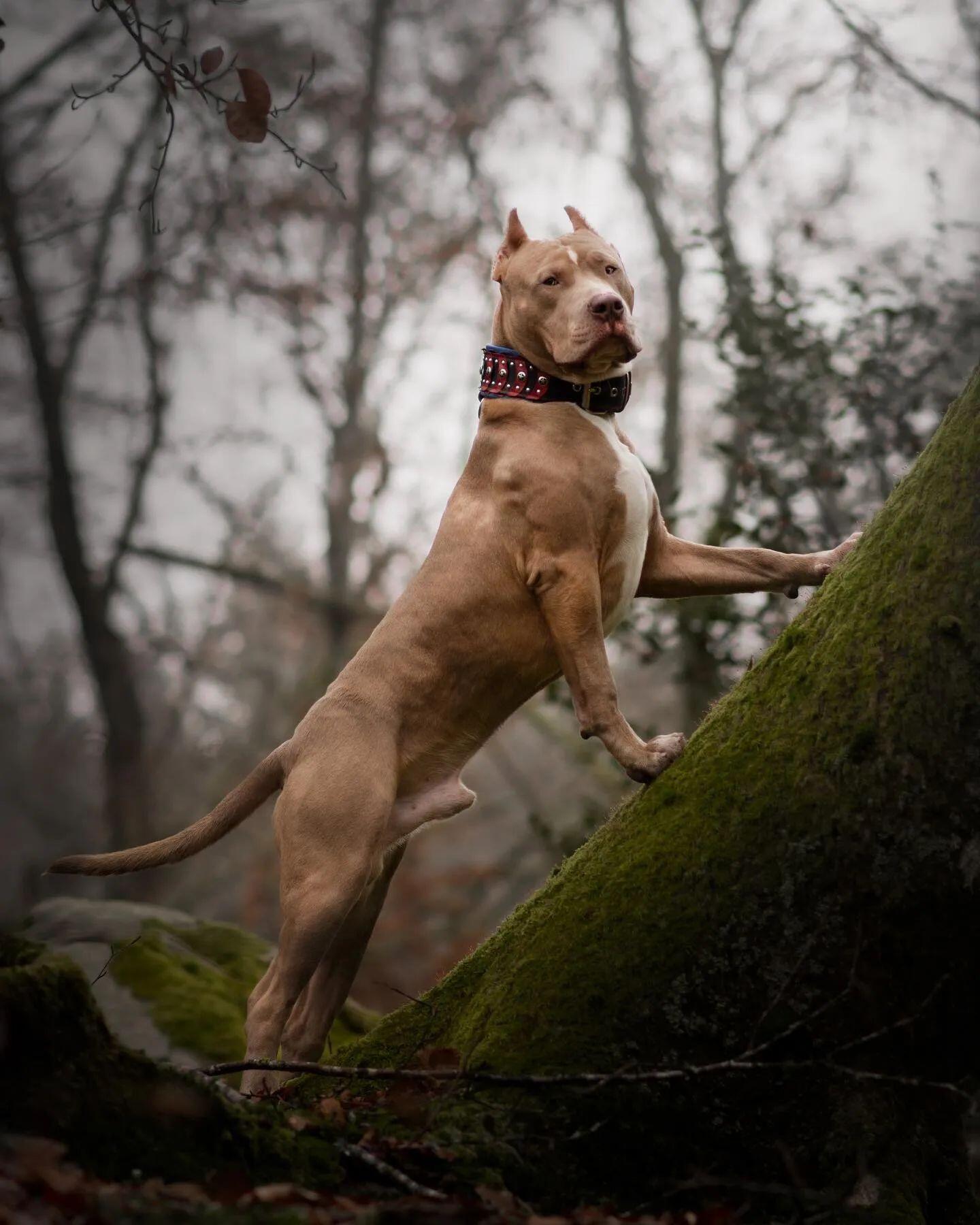 ''Captain A'' Collar-2