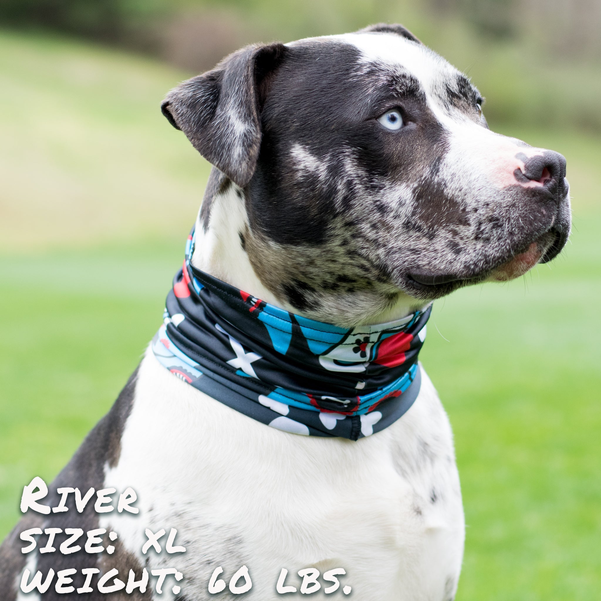 Day of the Dog Blue Pup Scruff-0