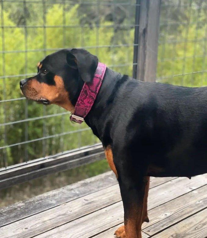 The ''Rock Python'' collar PINK-2